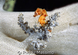 manado,nikon d2x 60mm macro by Puddu Massimo 